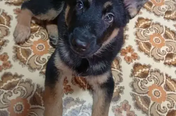 Пропала собака, ул. Каляева 2, Сокол