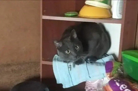 Кошки потеряшки, Вологда, фото: Потеряшка кошка, Новгородская 5, Вологда