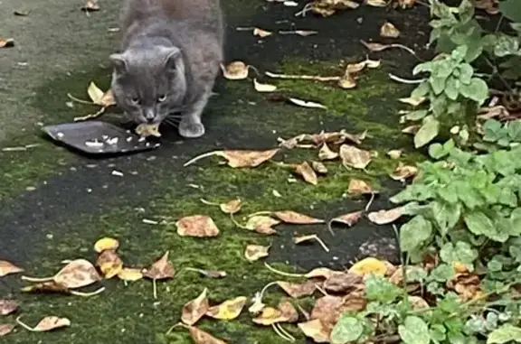 Найдена кошка, Москва, фото: Кошка найдена: Сапёрный проезд, Москва