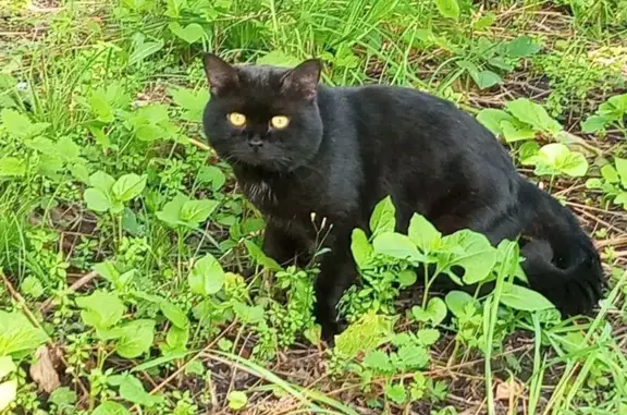 Кошки потеряшки, Пенза, фото: Потеряшка черная кошка, Кулибина 8, Пенза