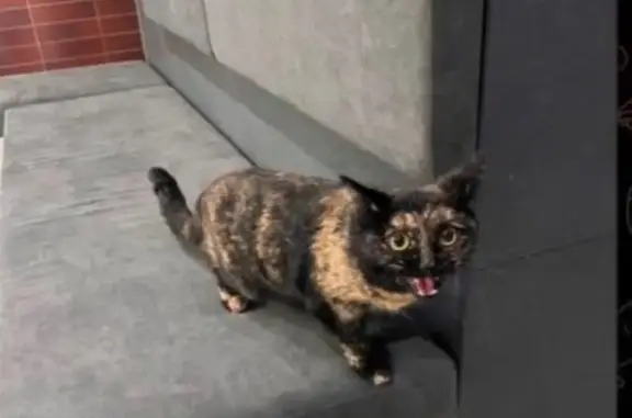 Найдена кошка, Тюмень, фото: Кошка найдена у ЖК Юнион, Интернациональная 199/9