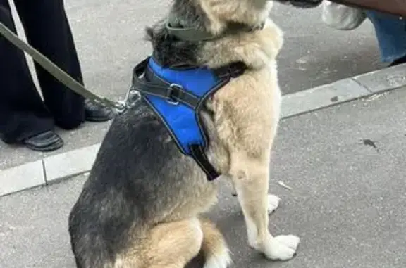 Собаки потеряшки, Санкт-Петербург, фото: Потеряшка Мухтар, Народная ул., СПб