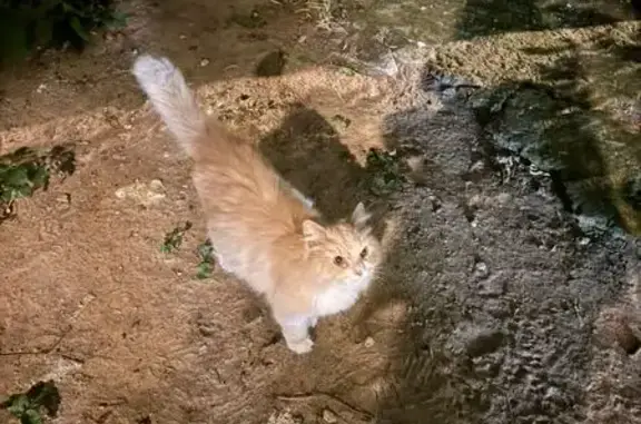 Рыжий кот у дома 31А, Быковское шоссе