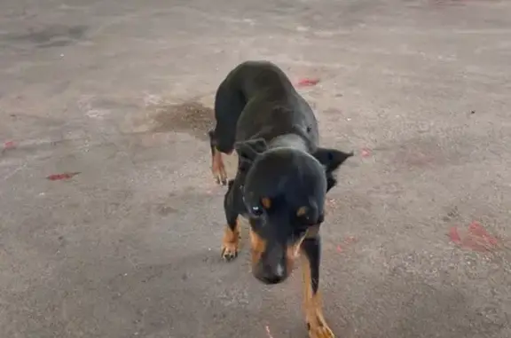 Собака найдена в Башкатово, Орловская обл. - photo