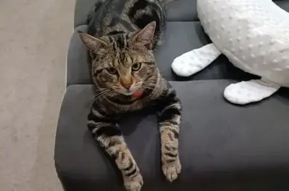 Пропала кошка, Советская 32, Колюбакино