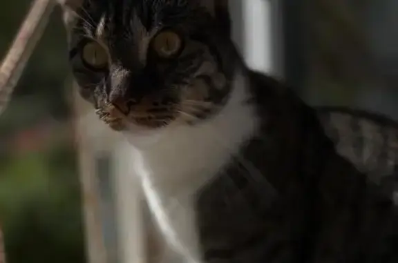 Пропала кошка, ул. 22 Партсъезда, 21