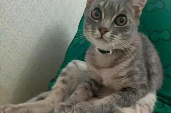 Пропала кошка, ул. Некрасова, 13, Нальчик