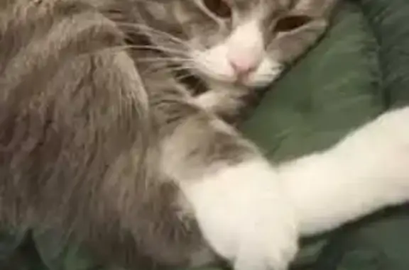 Потерянные животные Бийск, фото: Пропала кошка, Советская 213, Бийск