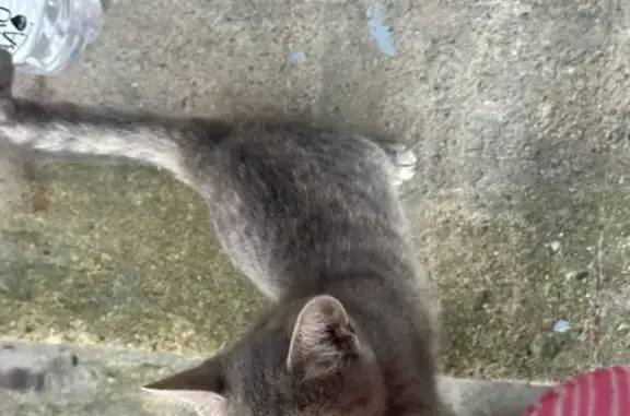 Найдена кошка, Каневская, фото: Кошка найдена, ул. Мира, Каневская