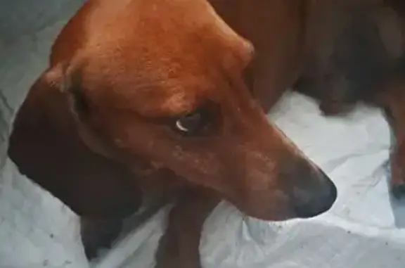 Такса найдена: Белорусская ул, 38, Калининград