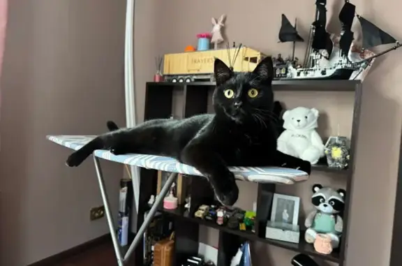 Кошки потеряшки, Рославль, фото: Потеряшка черная кошка, ул. Островского