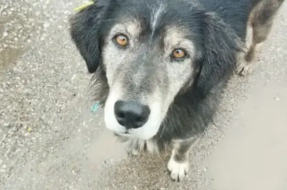 Найдена собака, Пажга, Коми