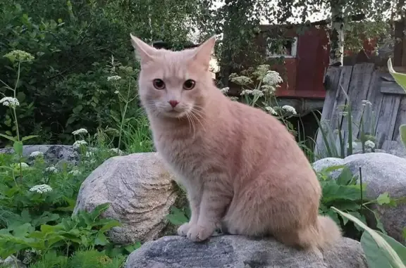 Кошки потеряшки, Эссойла, фото: Потеряшка рыжая кошка, Озёрная ул., Эссойла