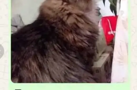 Пропала трёхцветная кошка, Новгородцевой