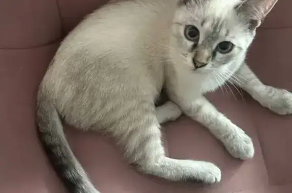 Найдена кошка, Краснодарский край, фото: Кошка найдена, Кабардинка, Краснодарский край