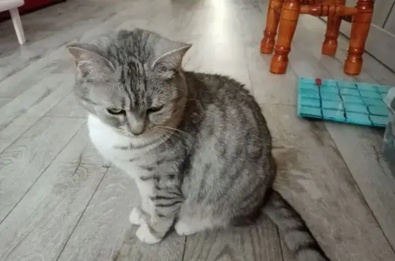 Кошки потеряшки, Дюртюли, фото: Потеряшка кошка, Первомайская 16, Дюртюли