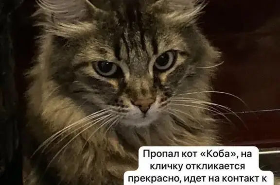 Кошки потеряшки, Томск, фото: Потеряшка кошка, ул. Карла Маркса, 54, Томск