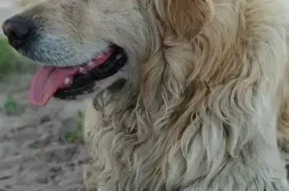 Пропала собака на Локомобильной, 22, Сызрань.