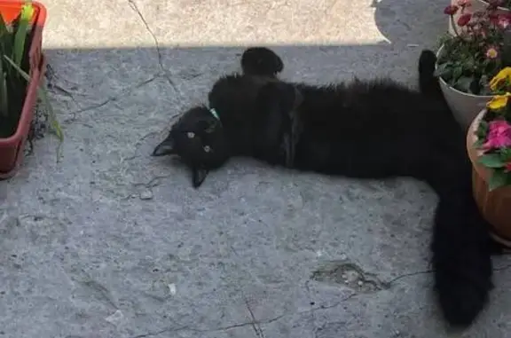 Кошки потеряшки, , фото: Потеряшка кошка, Зелёная ул. 3, Пирогово