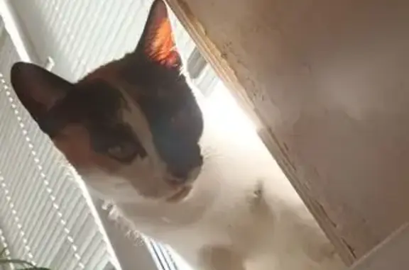 Найдена кошка, Сингапай, фото: Кошка найдена: Радужная ул., 8, Сингапай