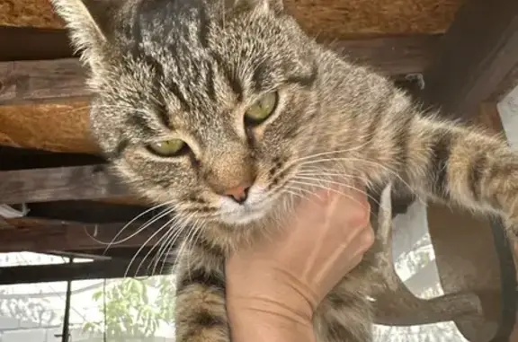 Найдена кошка, Саратов, фото: Кот найден: 6-й Лесопарковый, Саратов