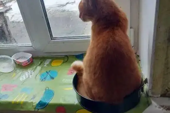 Пропала кошка, Путейская ул., Кашира