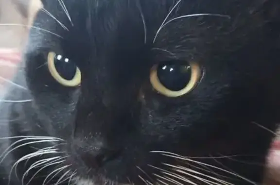 Кошки потеряшки, Грановщина, фото: Потеряшка черная кошка, Российская ул., Грановщина