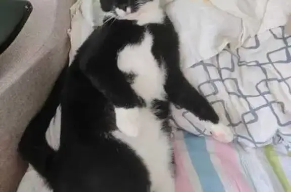 Кошки потеряшки, Санкт-Петербург, фото: Потеряшка кошка на пр. Науки, 24 к1, СПб