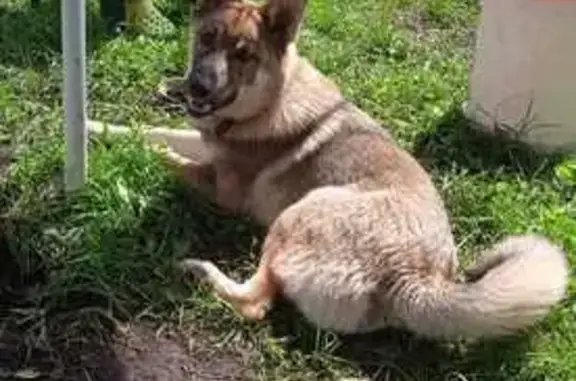 Пропала собака, 2-я улица, 28