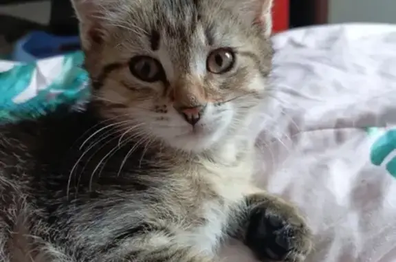 Кошки потеряшки, , фото: Потеряшка кошка, Интернациональная 13А