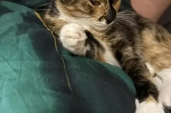 Пропала кошка Исса, А-120, Вохоново