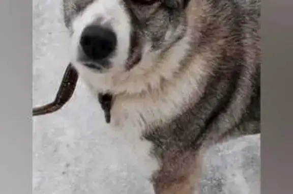 Пропала собака на Силикатном шоссе, 5