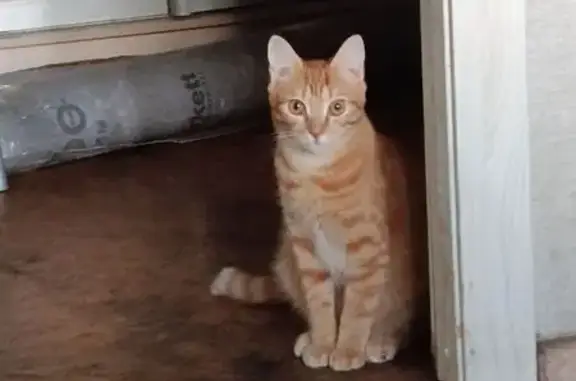 Пропал кот, Омск, ул. Бархатовой, 6Б