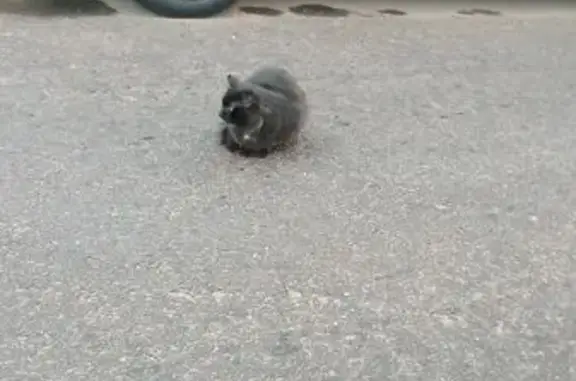 Найдена кошка, Королёв, фото: Черная кошка найдена: Бурковский пр-д, 56 к3