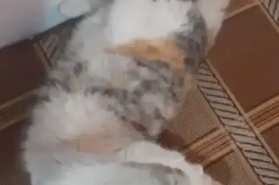 Кошки потеряшки, Коктебель (Крым), фото: Потеряшка кошка, ул. Айвазовского 22, Коктебель