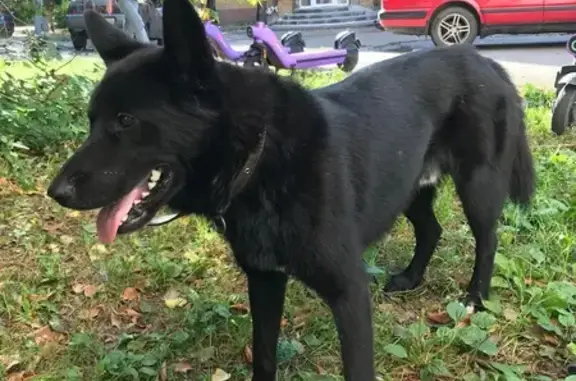 Собака найдена: ул. Соревнования, 1