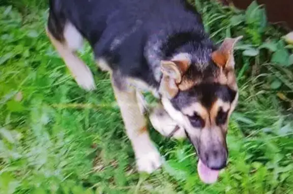 Пропала собака, Чебоксары, кольцо Тракторостроителей