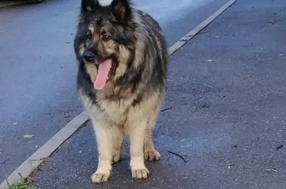 Собаки потеряшки, Ленинградская область, фото: Потеряшка собака Джек у вокзала Семрино
