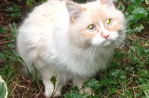 Найдена рыжая кошка, ул. Ивана Попова, 6А