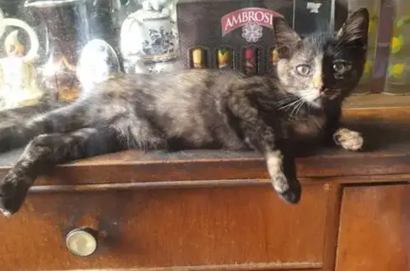 Кошки потеряшки, Малаховка, фото: Потеряшка кошка на ул. Станционная, 8