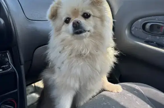 Найдена собака, Сатино, фото: Найдена собака в Сатино, 29Н-055