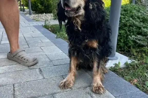 Найдена собака, Виноградный, фото: Собака найдена: Таманская ул, 60, Виноградный