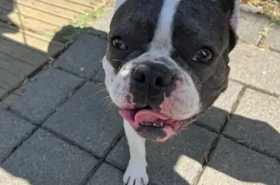 Найден бульдог, Курортный проспект, Сочи