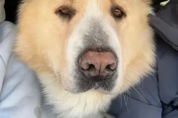 Собаки потеряшки, , фото: Потеряшка собака, Юбилейный пер. 7, Советский