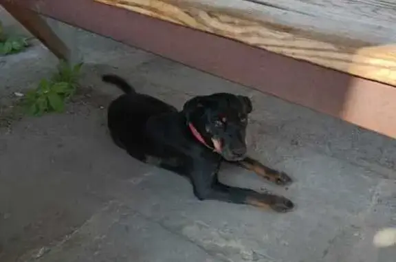 Собака найдена: Чаадаева 62, Пенза