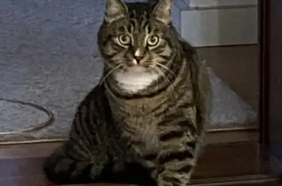 Пропала кошка в Трубичино, Великий Новгород