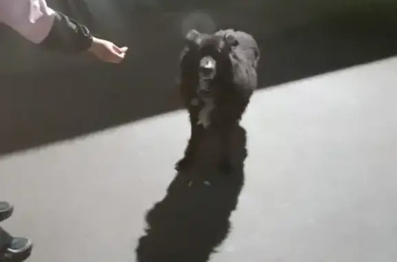 Найдена собака, ул. Комаровского, 6А