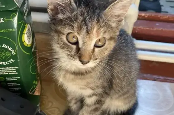 Кошка найдена: Базовская ул., 88, Краснодар