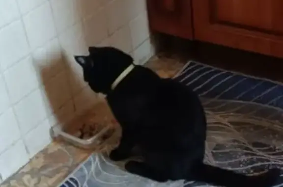 Кошки потеряшки, Брянск, фото: Потеряшка кошка, Брянск, ул. Федюнинского 5