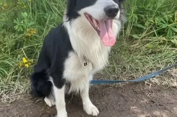 Собаки потеряшки, Владикавказ, фото: Потеряшка собака, пр. Коста 288/3, Владикавказ